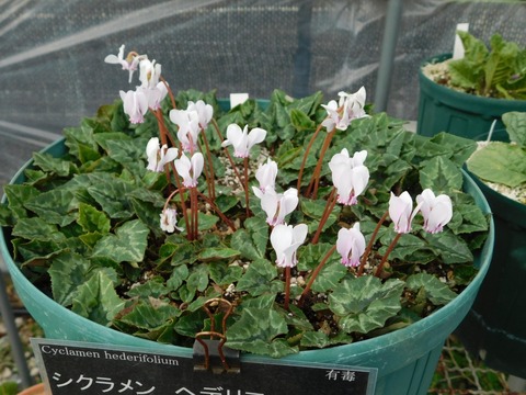 DSCN5921