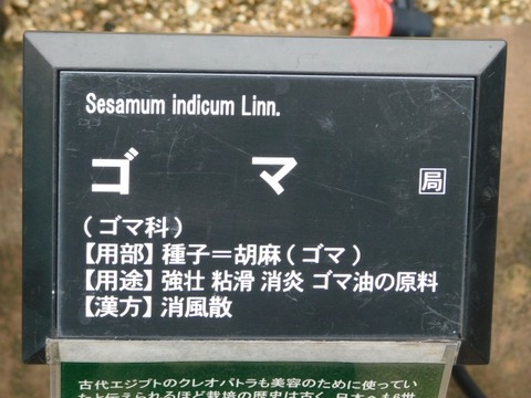 DSCN7017