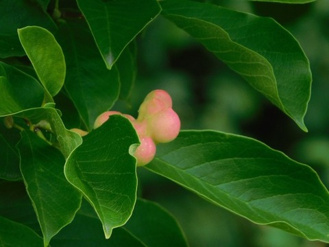 DSCN2303