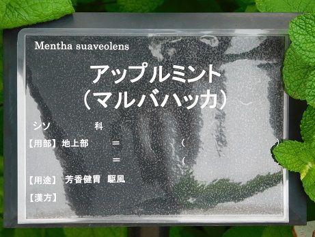 DSCN5431