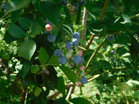 DSCN7176
