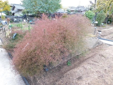 DSCN3221