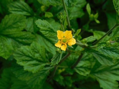 DSCN4403