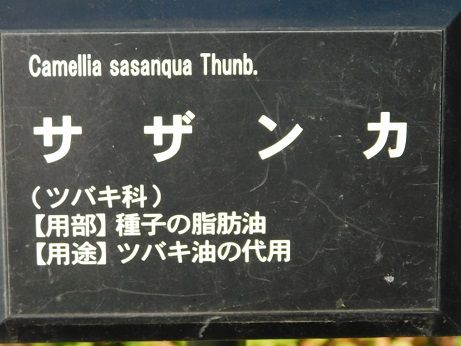 DSCN4020