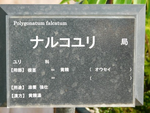 DSCN7382