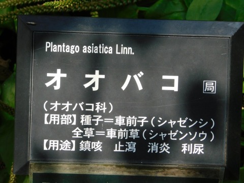 DSCN7252