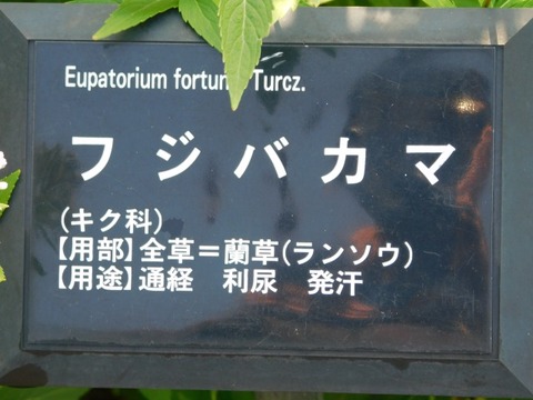 DSCN3055