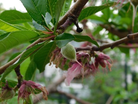 DSCN6505