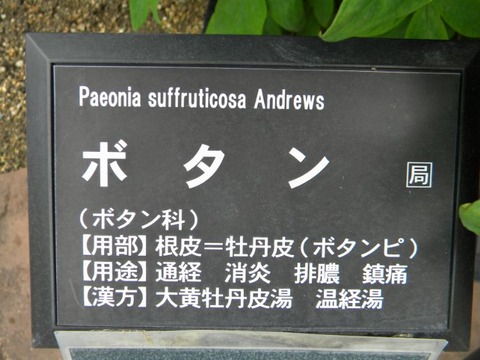 DSCN9010