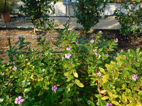 DSCN5542