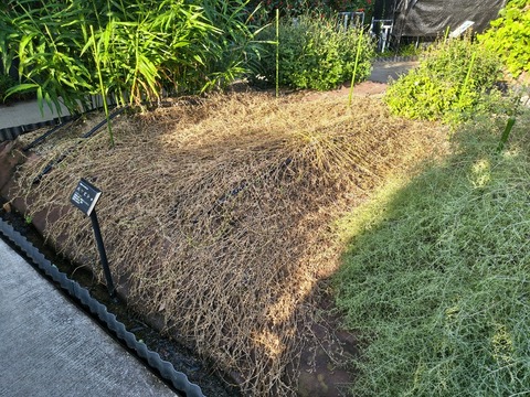 IMG_20260925_072504040_HDR