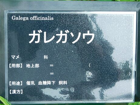 DSCN9975