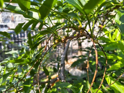 IMG_20260716_154508774_HDR