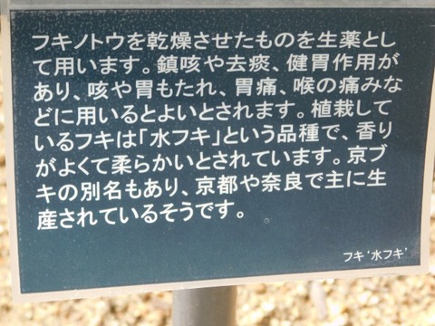 DSCN3925