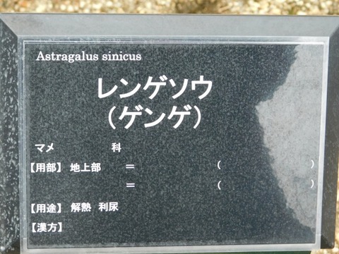 DSCN6388