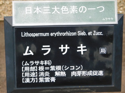DSCN6457