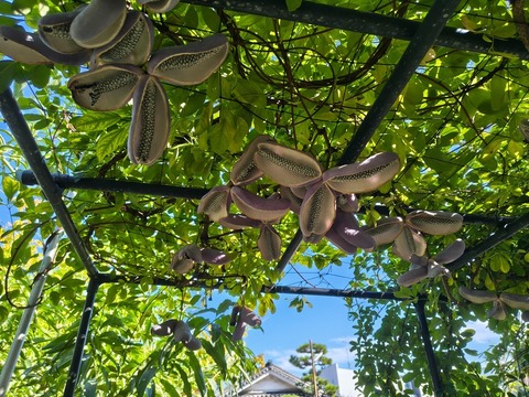 IMG_20261003_141534501_HDR