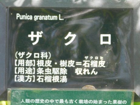 DSCN4941