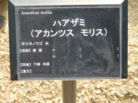DSCN5406