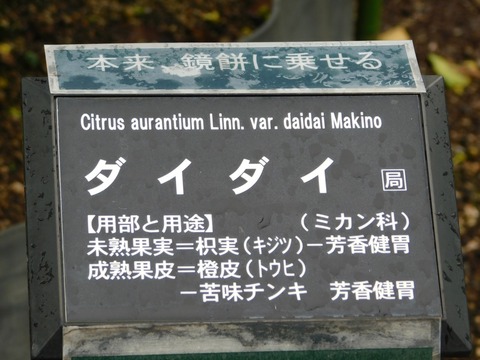 DSCN4274