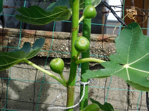 DSCN7214