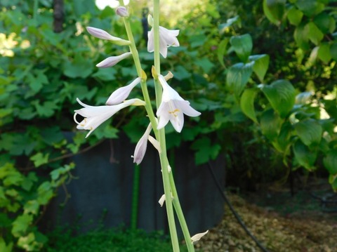 DSCN2366