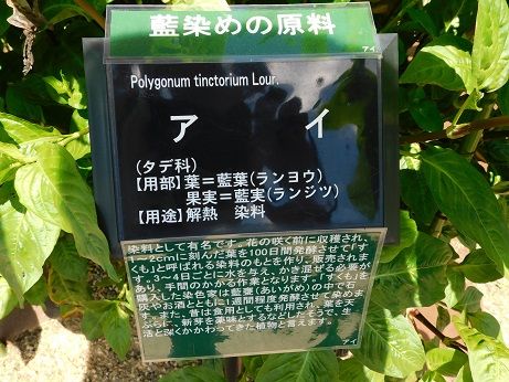 DSCN3424