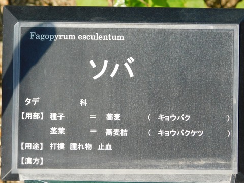 DSCN3963