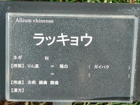 DSCN3052