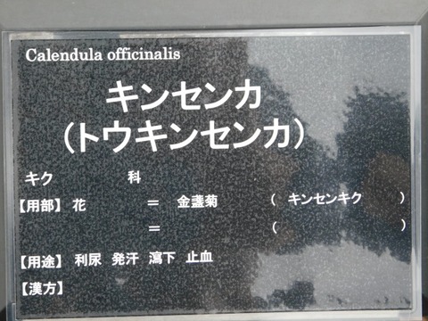DSCN6482