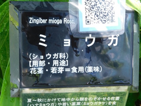 DSCN7334