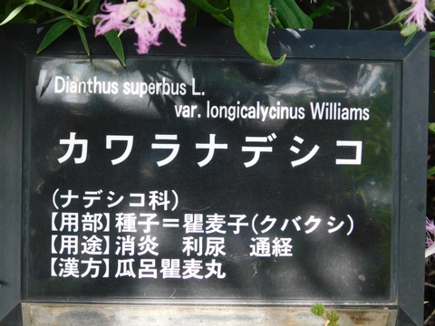 DSCN4208