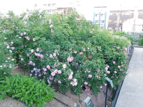 DSCN6681