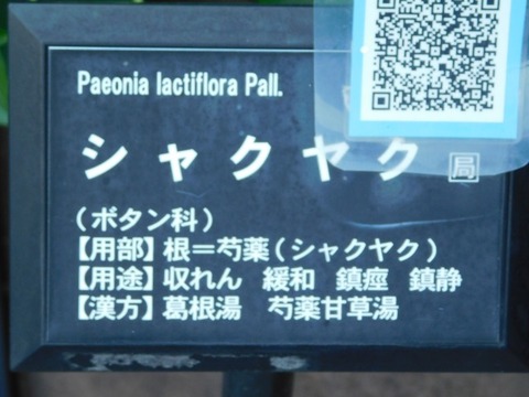 DSCN6959