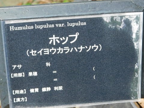 DSCN5352