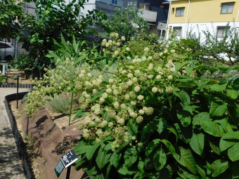 DSCN7188
