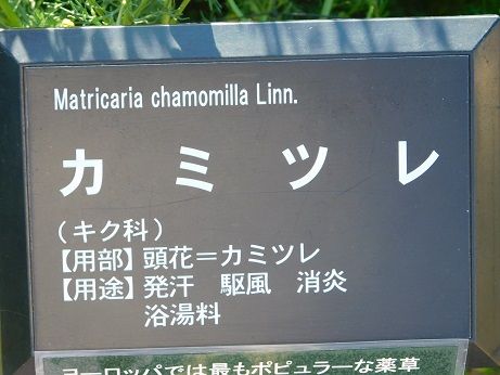 DSCN4823