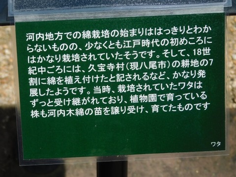 DSCN7187