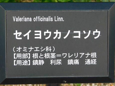 DSCN4901