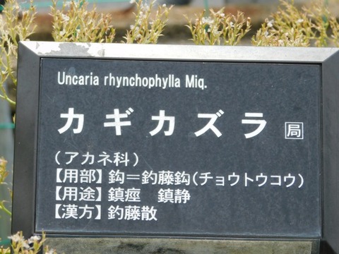 DSCN6912