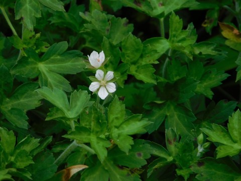 DSCN7466