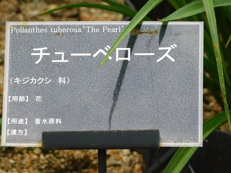 DSCN5950