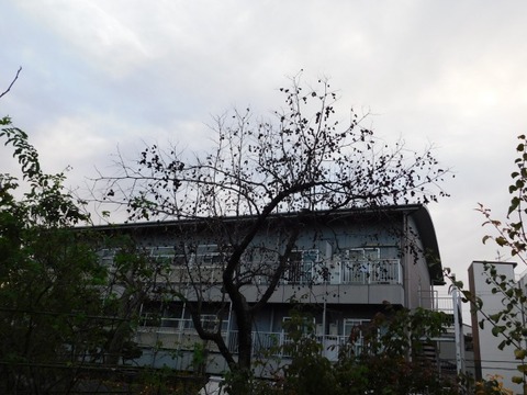 DSCN3232