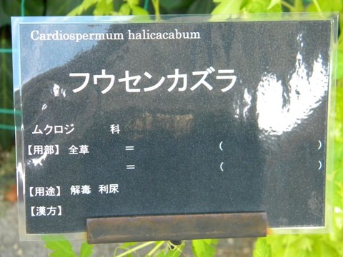 DSCN9965