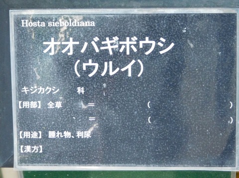 DSCN2375