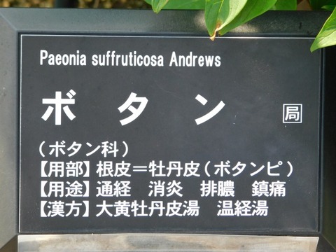 DSCN6588