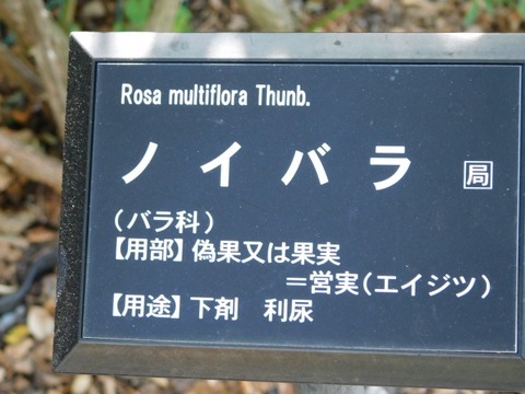 DSCN3132