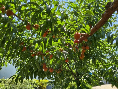IMG_20260728_112915849_HDR