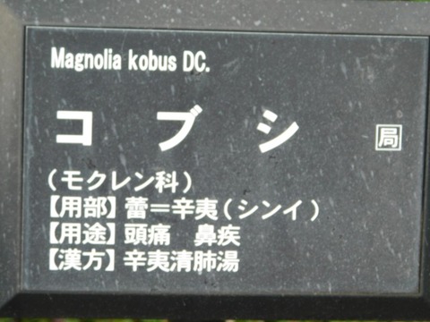 DSCN6393