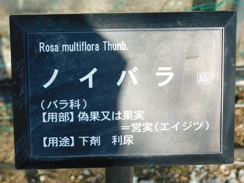 DSCN3939